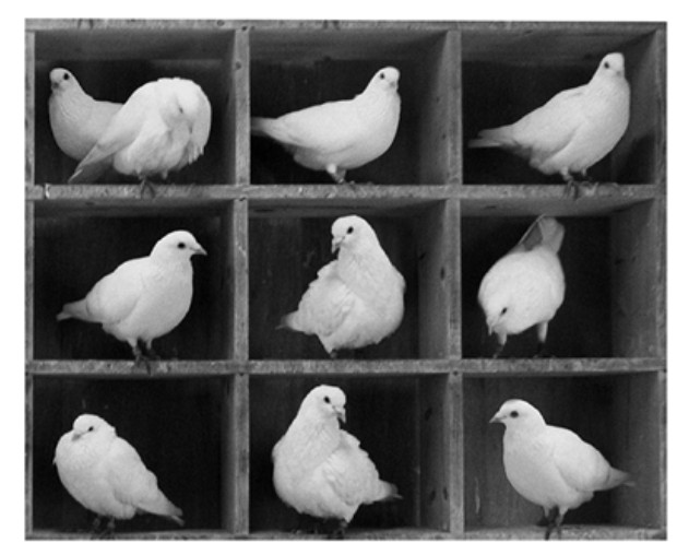 Figura 3.6 — Palomas en palomares